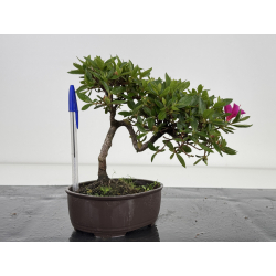 Azalea I-7991