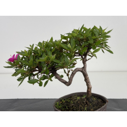 Azalea I-7991 view 4