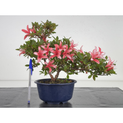 Azalea I-7992