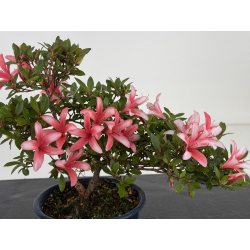 Azalea I-7992 view 2