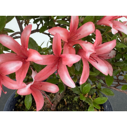 Azalea I-7992 view 3