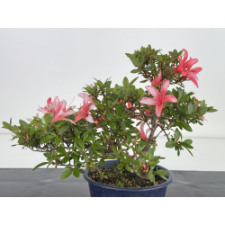 Azalea I-7992 view 4