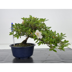 Azalea I-7993 vista 2