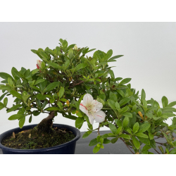 Azalea I-7993 vista 2 view 2