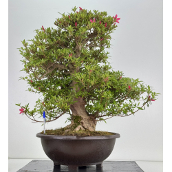 Azalea Korin I-7994