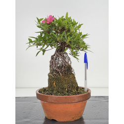 Azalea Shorin I-7995