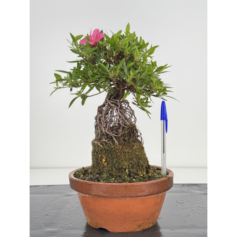Azalea Shorin I-7995 Azalea Shorin I-7995