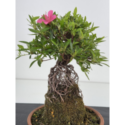Azalea Shorin I-7995 view 2