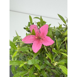 Azalea Shorin I-7995 view 3
