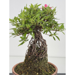 Azalea Shorin I-7995 view 4