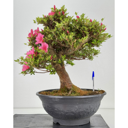 Azalea Osakazuki I-7997
