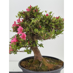 Azalea Osakazuki I-7997 vista 2