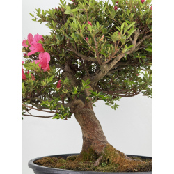 Azalea Osakazuki I-7997 vista 3