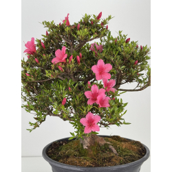 Azalea Osakazuki I-7997 vista 5