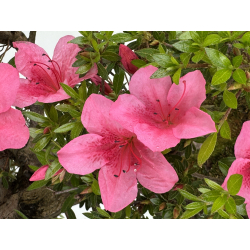 Azalea Osakazuki I-7997 vista 6