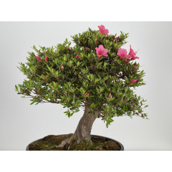 Azalea Osakazuki I-7997 vista 7