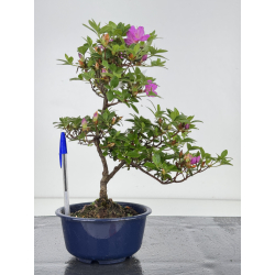 Azalea I-7998