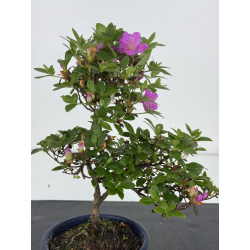 Azalea I-7998 view 2