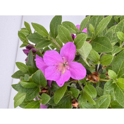 Azalea I-7998 view 3