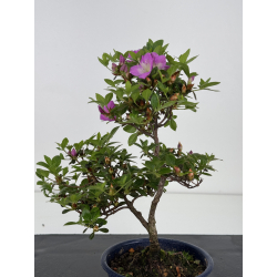 Azalea I-7998 view 4
