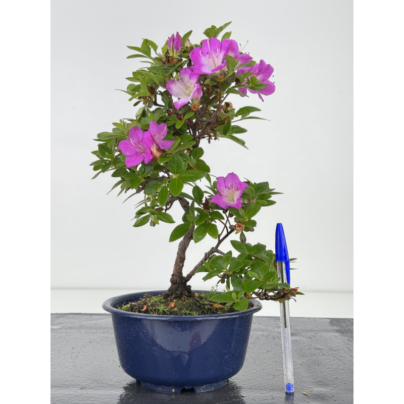 Azalea I-7999