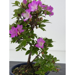 Azalea I-7999 vista 2