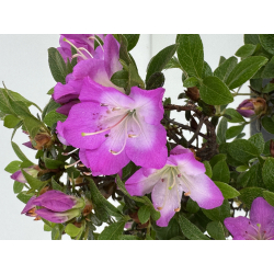Azalea I-7999 vista 3