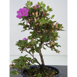 Azalea I-7999 vista 4