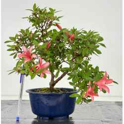Azalea I-8000