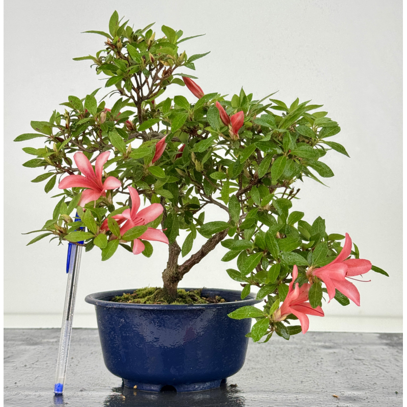 Azalea I-8000