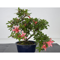 Azalea I-8000 vista 2