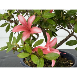 Azalea I-8000 vista 3