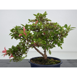 Azalea I-8000 vista 4