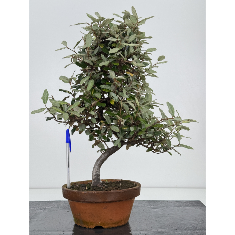 Elaeagnus pungens I-8001