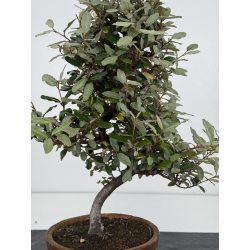 Elaeagnus pungens I-8001 view 2