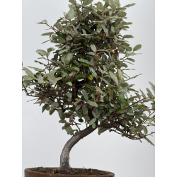Elaeagnus pungens I-8001 view 3