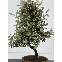 Elaeagnus pungens I-8001 view 4