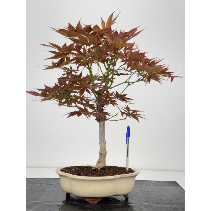 Acer palmatum yugure I-8002