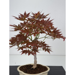 Acer palmatum yugure I-8002 view 2