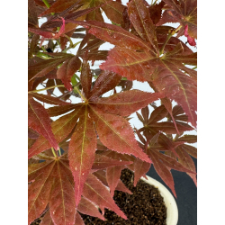 Acer palmatum yugure I-8002 view 3