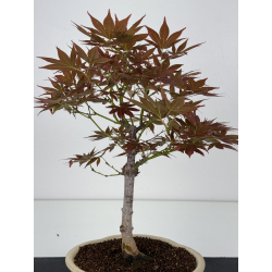 Acer palmatum yugure I-8002 view 4
