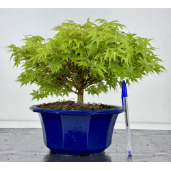 Acer palmatum kashima I-8003