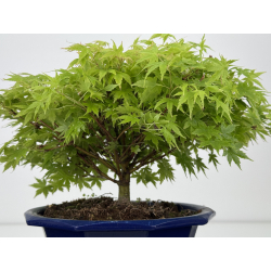 Acer palmatum kashima I-8003 vista 2