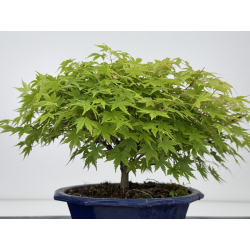 Acer palmatum kashima I-8003 vista 3
