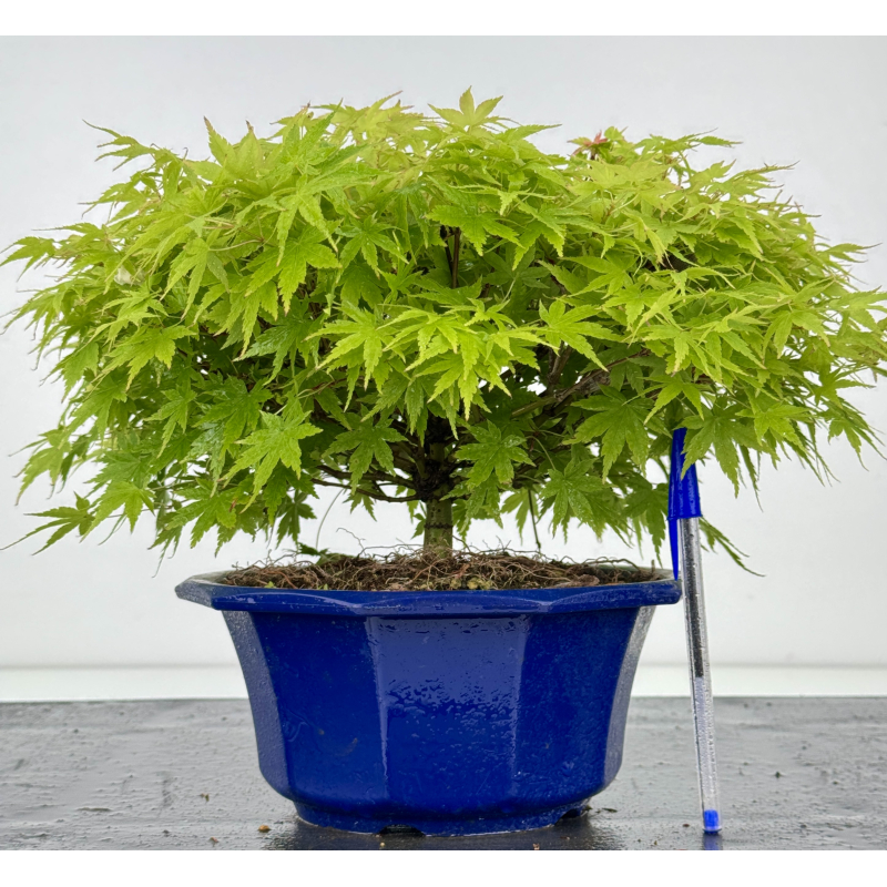 Acer palmatum kashima I-8004 Acer palmatum kashima I-8004
