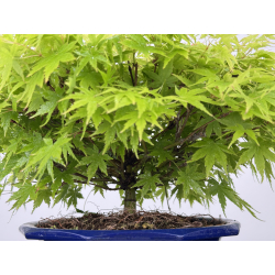 Acer palmatum kashima I-8004 vista 2