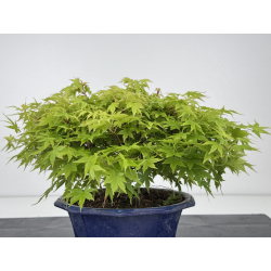 Acer palmatum kashima I-8004 vista 3