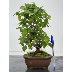 Carpinus turczaninovii -carpe coreano- I-8005