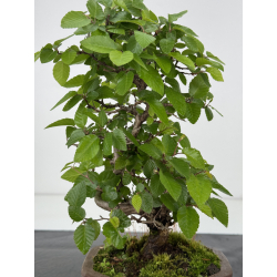 Carpinus turczaninovii -carpe coreano- I-8005 vista 2