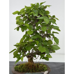 Carpinus turczaninovii -carpe coreano- I-8005 vista 3